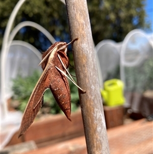 Hippotion scrofa (Coprosma Hawk Moth) at Hackett, ACT - 18 Sep 2025 by waltraud