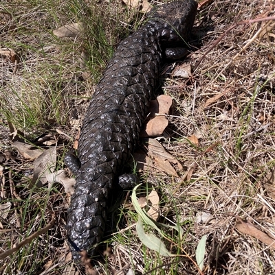 Tiliqua rugosa (Shingleback Lizard) at Watson, ACT - 15 Sep 2025 by waltraud