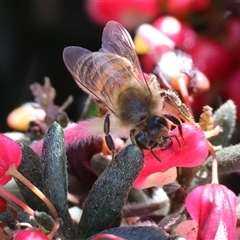 Lasioglossum (Parasphecodes) sp. (genus & subgenus) at Wodonga, VIC - 17 Sep 2025 by KylieWaldon