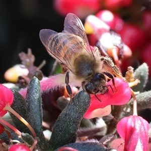 Lasioglossum (Parasphecodes) sp. (genus & subgenus) at Wodonga, VIC - 17 Sep 2025 by KylieWaldon