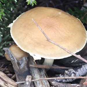 Unverified Fungus at Wodonga, VIC - 17 Sep 2025 by KylieWaldon