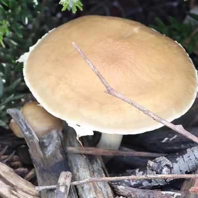 Unverified Fungus at Wodonga, VIC - 17 Sep 2025 by KylieWaldon