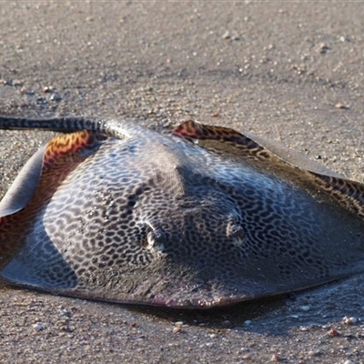 Himantura australis (Australian Whipray) at Cairns North, QLD - 30 Jul 2023 by MichaelBedingfield