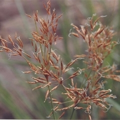 Unverified Rush, Sedge or Mat Rush at Shannondale, NSW - 13 Dec 2011 by PEdwards