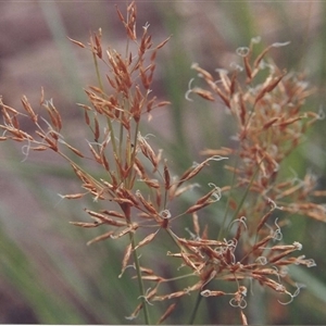 Unverified Rush, Sedge or Mat Rush at Shannondale, NSW - 13 Dec 2011 by PEdwards