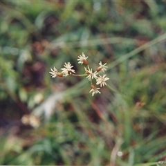 Fimbristylis dichotoma at Shannondale, NSW - 27 Apr 2025 by PEdwards