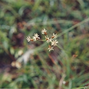 Fimbristylis dichotoma at Shannondale, NSW - 27 Apr 2025 by PEdwards
