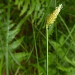 Fimbristylis nutans at Shannondale, NSW - 26 Mar 2019 by PEdwards