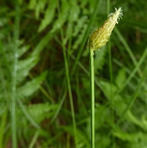 Fimbristylis nutans at Shannondale, NSW - 26 Mar 2019 by PEdwards