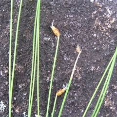 Unverified at suppressed - suppressed