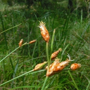 Unverified Rush, Sedge or Mat Rush at Shannondale, NSW - 16 Jan 2011 by PEdwards