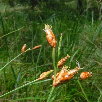 Unverified Rush, Sedge or Mat Rush at Shannondale, NSW - 16 Jan 2011 by PEdwards