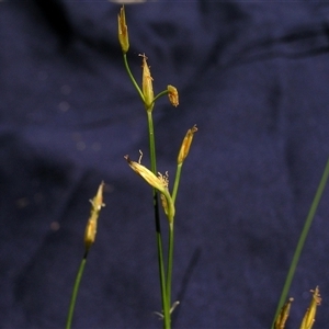 Lepidosperma laterale at Shannondale, NSW - 13 Dec 2008 by PEdwards