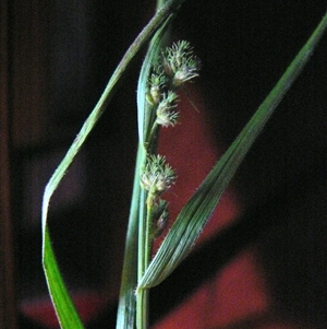 Fuirena ciliaris at Shannondale, NSW - 6 Jan 2011 by PEdwards