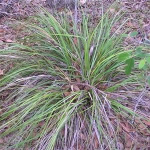 Lomandra longifolia at Shannondale, NSW - 20 Mar 2009 by PEdwards