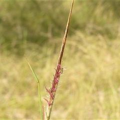 Unverified Grass at Shannondale, NSW - 25 Feb 2009 by PEdwards