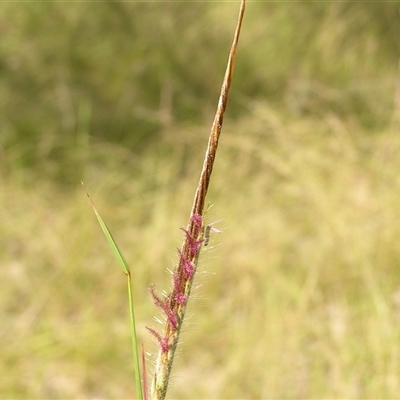 Unverified Grass at Shannondale, NSW - 25 Feb 2009 by PEdwards