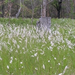 Imperata cylindrica at Shannondale, NSW - 31 Jul 2014 by PEdwards