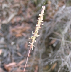 Ischaemum australe at Shannondale, NSW - 19 Mar 2009 by PEdwards