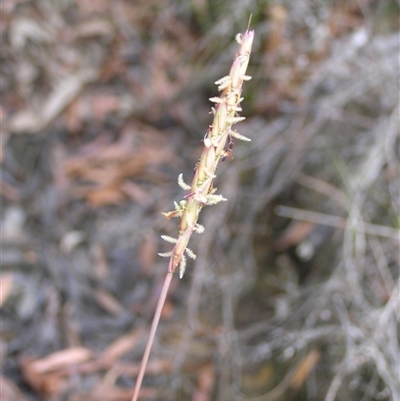 Ischaemum australe at Shannondale, NSW - 19 Mar 2009 by PEdwards