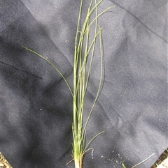 Isolepis inundata at Shannondale, NSW - 31 Jan 2009 by PEdwards