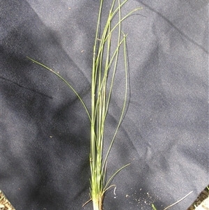 Isolepis inundata at Shannondale, NSW - 31 Jan 2009 by PEdwards