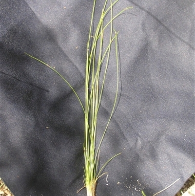 Isolepis inundata at Shannondale, NSW - 31 Jan 2009 by PEdwards