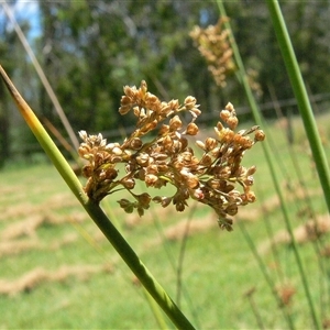 Juncus continuus at Shannondale, NSW - 8 Feb 2015 by PEdwards