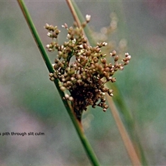 Unverified at suppressed - suppressed