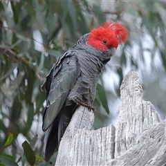 Callocephalon fimbriatum (Gang-gang Cockatoo) at Acton, ACT - 16 Sep 2025 by TimL