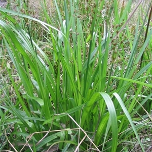 Juncus planifolius at Shannondale, NSW - 26 Sep 2004 by PEdwards