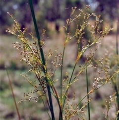 Juncus polyanthemus at Shannondale, NSW - 3 Nov 2008 by PEdwards