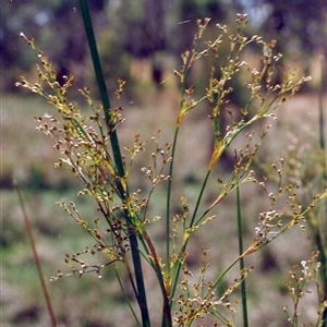 Juncus polyanthemus at Shannondale, NSW - 3 Nov 2008 by PEdwards