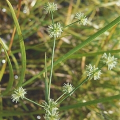 Juncus prismatocarpus at Shannondale, NSW - 19 Sep 2025 by PEdwards