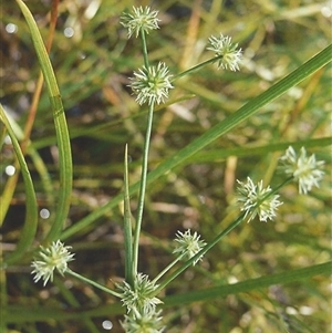 Juncus prismatocarpus at Shannondale, NSW - 19 Sep 2025 by PEdwards