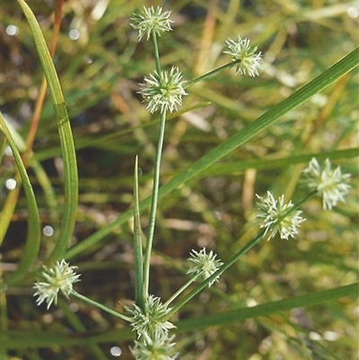 Juncus prismatocarpus at Shannondale, NSW - 19 Sep 2025 by PEdwards