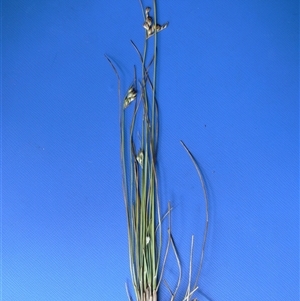 Juncus subsecundus at Shannondale, NSW - 21 Feb 2009 by PEdwards
