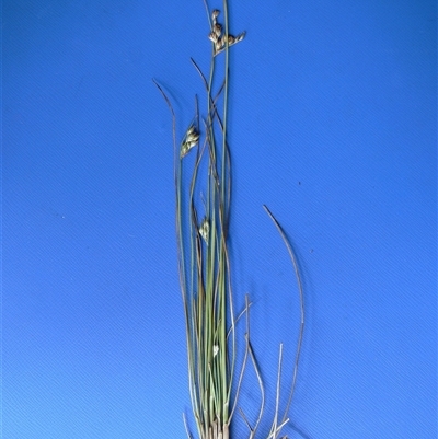Juncus subsecundus at Shannondale, NSW - 21 Feb 2009 by PEdwards