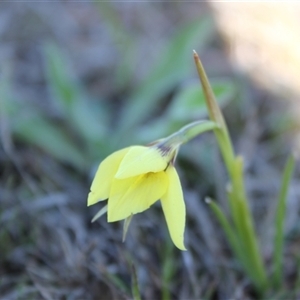 Diuris chryseopsis at Bonner, ACT - suppressed