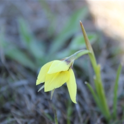 Diuris chryseopsis (Golden Moth) at Bonner, ACT - 18 Sep 2025 by DougT