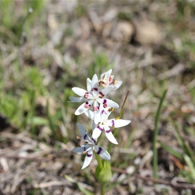 Wurmbea dioica subsp. dioica (Early Nancy) at Bonner, ACT - 18 Sep 2025 by DougT