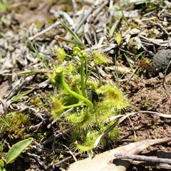 Drosera hookeri (Grassland Sundew) at Bonner, ACT - 18 Sep 2025 by DougT