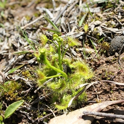 Drosera hookeri (Grassland Sundew) at Bonner, ACT - 18 Sep 2025 by DougT