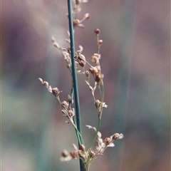 Juncus usitatus at Shannondale, NSW - 19 Sep 2025 by PEdwards