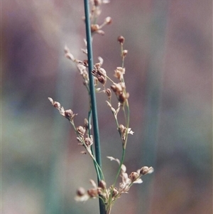 Juncus usitatus at Shannondale, NSW - 19 Sep 2025 by PEdwards