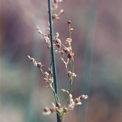 Juncus usitatus at Shannondale, NSW - 19 Sep 2025 by PEdwards