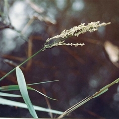 Leersia hexandra at Shannondale, NSW - 19 Sep 2025 by PEdwards