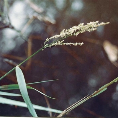 Leersia hexandra at Shannondale, NSW - 19 Sep 2025 by PEdwards