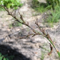 Lepidosperma laterale at Shannondale, NSW - 20 Mar 2009 by PEdwards