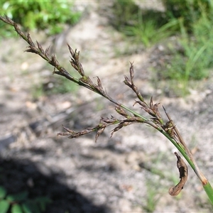 Lepidosperma laterale at Shannondale, NSW - 20 Mar 2009 by PEdwards